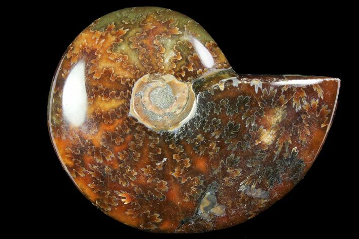 Polished, Agatized Ammonite (Cleoniceras) - Madagascar #118997